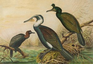 Phalacrocorax carbo, Phalacrocorax graculus, Phalacrocorax pygmaeus by Johann Friedrich Naumann Oil Painting