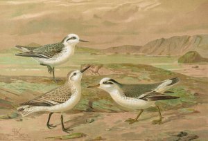 Phalaropus fulicarius, Phalaropus lobatus, Calidris arenaria by Johann Friedrich Naumann Oil Painting