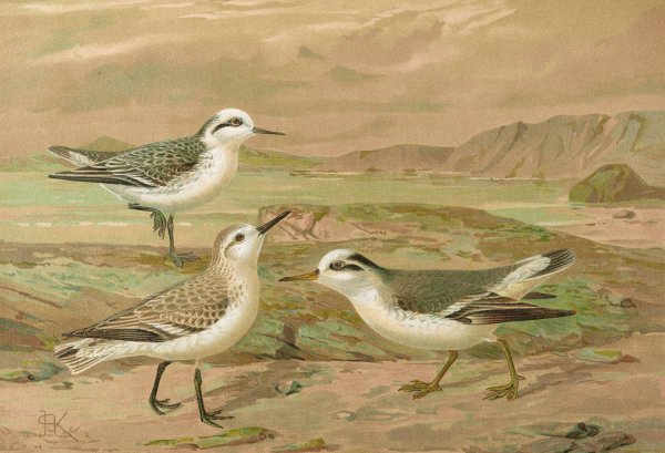 Phalaropus fulicarius, Phalaropus lobatus, Calidris arenaria by Johann Friedrich Naumann - Hand-Painted Oil Painting Reproduction