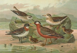 Phalaropus fulicarius, Phalaropus lobatus by Johann Friedrich Naumann Oil Painting