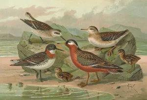 Phalaropus fulicarius, Phalaropus lobatus by Johann Friedrich Naumann Oil Painting