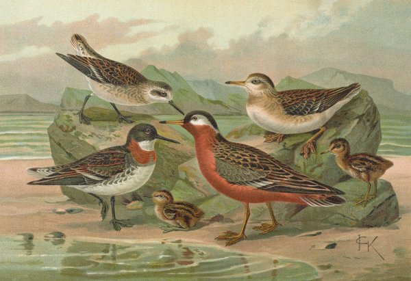 Main Product Photo of Phalaropus fulicarius, Phalaropus lobatus Painting by Johann Friedrich Naumann