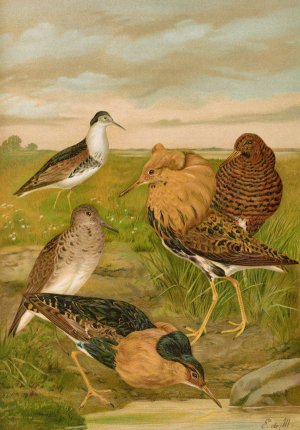 Philomachus pugnax by Johann Friedrich Naumann Oil Painting