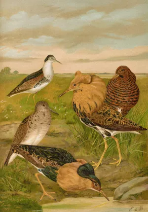 Philomachus pugnax by Johann Friedrich Naumann Oil Painting