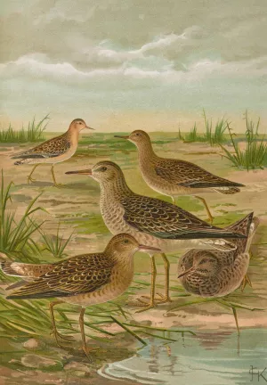 Philomachus pugnax by Johann Friedrich Naumann Oil Painting