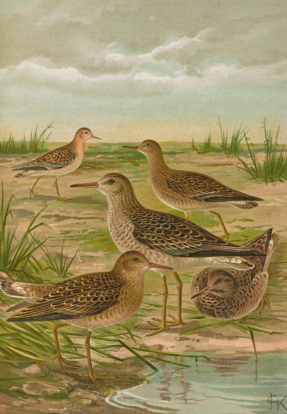Philomachus pugnax  by Johann Friedrich Naumann - Hand-Painted Oil Painting Reproduction