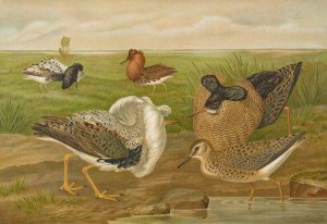 Philomachus pugnax by Johann Friedrich Naumann Oil Painting