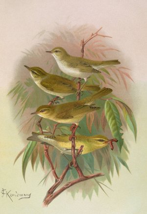 Phylloscopus Bonnellii, coronatus, trochilus, sibilator by Johann Friedrich Naumann Oil Painting