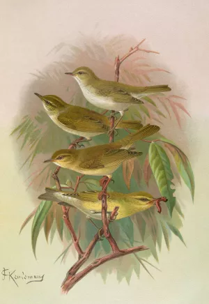 Phylloscopus Bonnellii, coronatus, trochilus, sibilator by Johann Friedrich Naumann Oil Painting