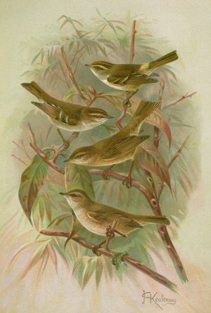 Phylloscopus proregulus, superciliosus, rufus, tristis Blyth by Johann Friedrich Naumann Oil Painting