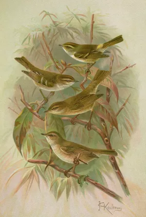 Phylloscopus proregulus, superciliosus, rufus, tristis Blyth by Johann Friedrich Naumann Oil Painting