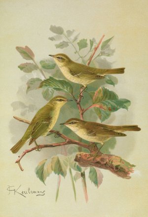 Phylloscopus viridanus, nitidus, borealis by Johann Friedrich Naumann Oil Painting