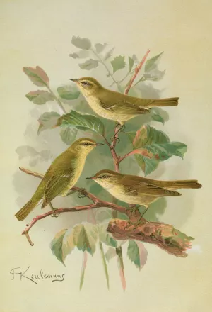 Phylloscopus viridanus, nitidus, borealis by Johann Friedrich Naumann Oil Painting