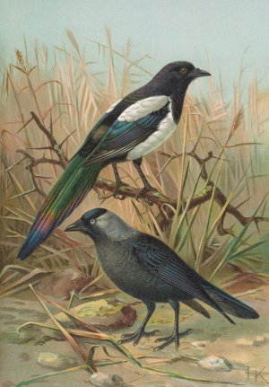 Pica pica, Lycus monedula by Johann Friedrich Naumann Oil Painting