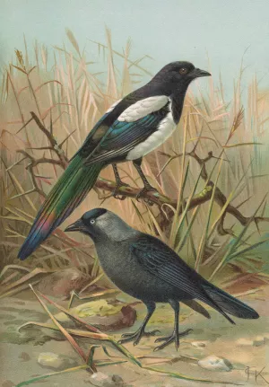 Pica pica, Lycus monedula by Johann Friedrich Naumann Oil Painting
