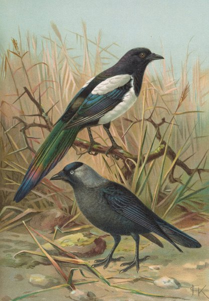 Pica pica, Lycus monedula by Johann Friedrich Naumann - Hand-Painted Oil Painting Reproduction