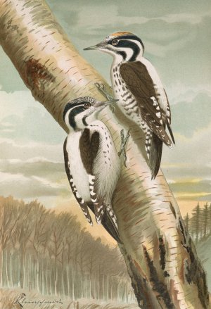 Picoides tridactylus by Johann Friedrich Naumann Oil Painting