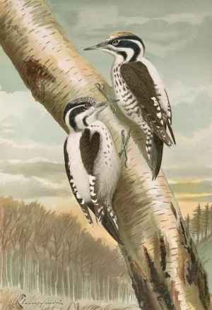 Picoides tridactylus Oil painting by Johann Friedrich Naumann