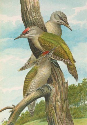 Picus canus by Johann Friedrich Naumann Oil Painting