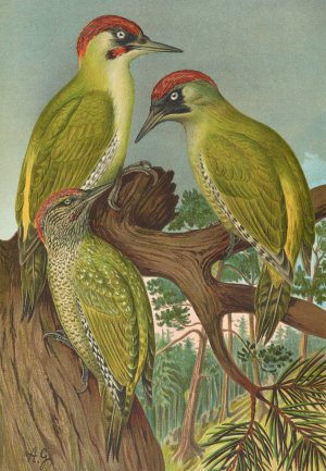 Picus viridis by Johann Friedrich Naumann Oil Painting