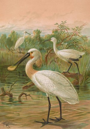 Platalea leucorodia by Johann Friedrich Naumann Oil Painting