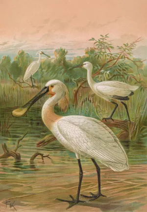 Platalea leucorodia by Johann Friedrich Naumann Oil Painting