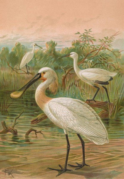 Main Product Photo of Platalea leucorodia Painting by Johann Friedrich Naumann