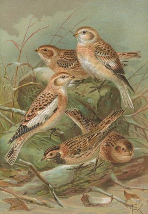 Plectrophenax nivalis, Calcarius lapponicus by Johann Friedrich Naumann Oil Painting
