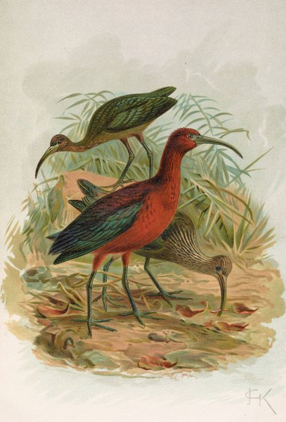 Plegadis falcinellus by Johann Friedrich Naumann - Hand-Painted Oil Painting Reproduction