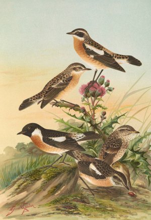 Pratincola rubetra, Prantincola rubicola by Johann Friedrich Naumann Oil Painting