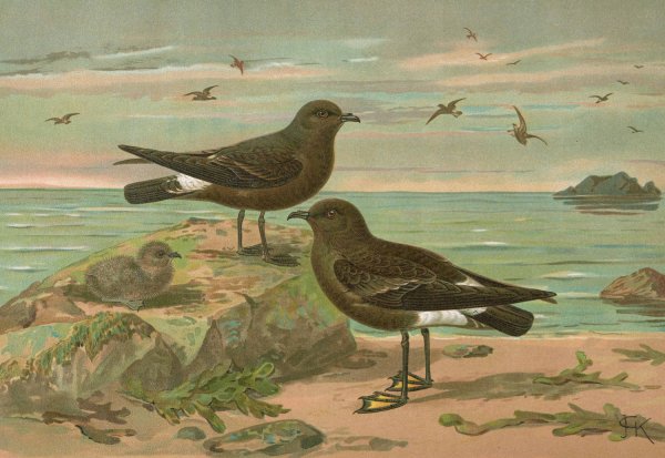 Procellaria pelagica ,Oceanites oceanicus  by Johann Friedrich Naumann - Hand-Painted Oil Painting Reproduction