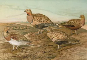 Pterocles arenarius, Pterocles alchata, Pterocles exustus Temm by Johann Friedrich Naumann Oil Painting