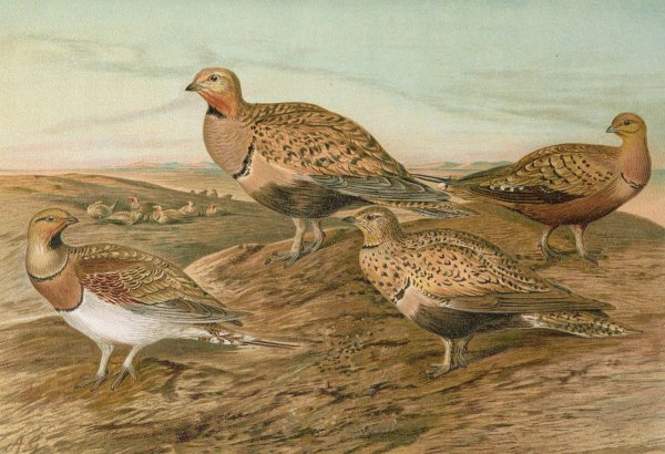 Main Product Photo of Pterocles arenarius, Pterocles alchata, Pterocles exustus Temm Painting by Johann Friedrich Naumann