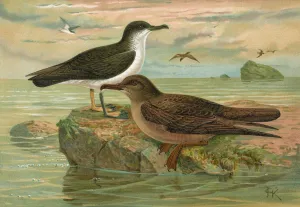 Puffinus puffinus by Johann Friedrich Naumann Oil Painting