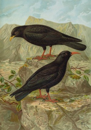 Pyrrhocorax pyrrhocorax, Pyrrhocorax graculus by Johann Friedrich Naumann Oil Painting