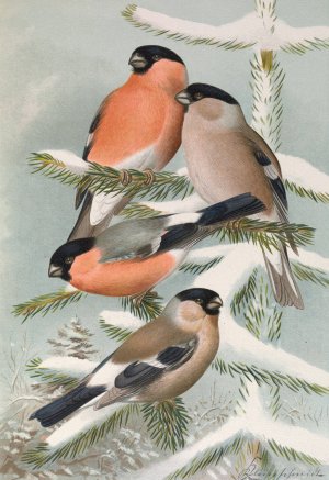 Pyrrhula pyrrhula, Pyrrhula pyrrhula europaea by Johann Friedrich Naumann Oil Painting