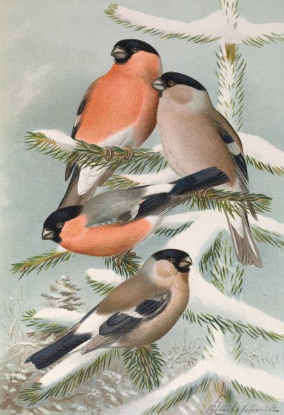 Pyrrhula pyrrhula, Pyrrhula pyrrhula europaea  by Johann Friedrich Naumann - Hand-Painted Oil Painting Reproduction