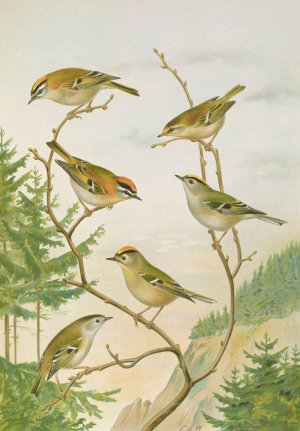 Regulus ignicapillus, Regulus regulus by Johann Friedrich Naumann Oil Painting