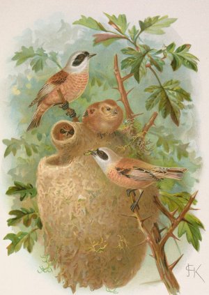 Remizus pendulinus by Johann Friedrich Naumann Oil Painting