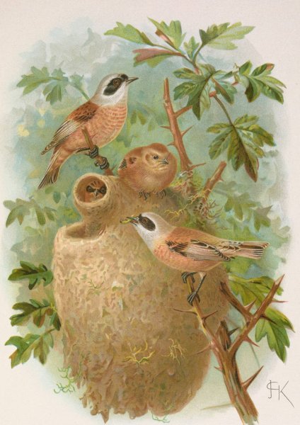 Remizus pendulinus by Johann Friedrich Naumann - Hand-Painted Oil Painting Reproduction