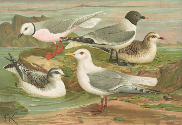 Rhodostethia rosea, Xema Sabinii  by Johann Friedrich Naumann - Hand-Painted Oil Painting Reproduction