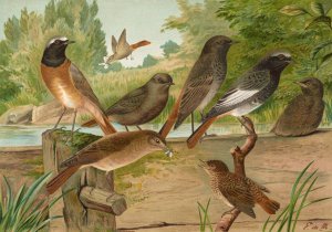 Ruticilla titys, Ruticilla phoenicurus Oil painting by Johann Friedrich Naumann