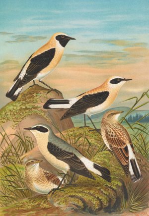 Saxicola stapazina, Saxicola aurita, Saxicola oenanthe by Johann Friedrich Naumann Oil Painting