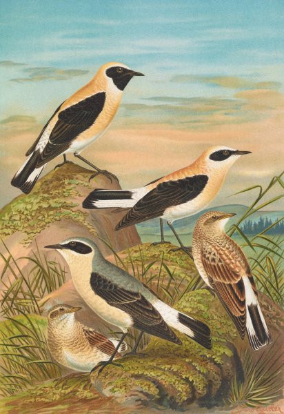 Saxicola stapazina, Saxicola aurita, Saxicola oenanthe by Johann Friedrich Naumann - Hand-Painted Oil Painting Reproduction