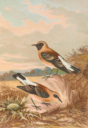 Saxicola stapazina, Saxicola aurita by Johann Friedrich Naumann Oil Painting