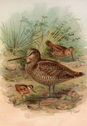Scolopax rusticula by Johann Friedrich Naumann Oil Painting