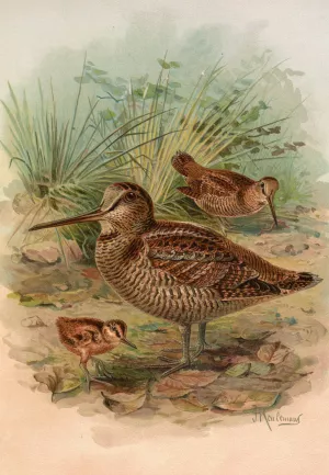 Scolopax rusticula Oil painting by Johann Friedrich Naumann