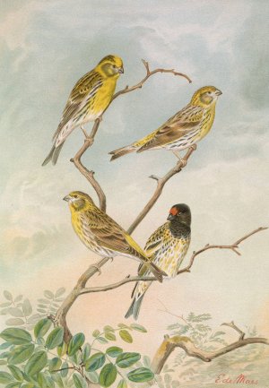 Serinus serinus, Serinus pusillus by Johann Friedrich Naumann Oil Painting