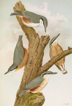Sitta europaea caesia, Sitta europaea L. by Johann Friedrich Naumann Oil Painting