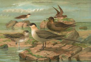 Stercorarius longicaudus Vieill, Stercorarius parasiticus by Johann Friedrich Naumann Oil Painting